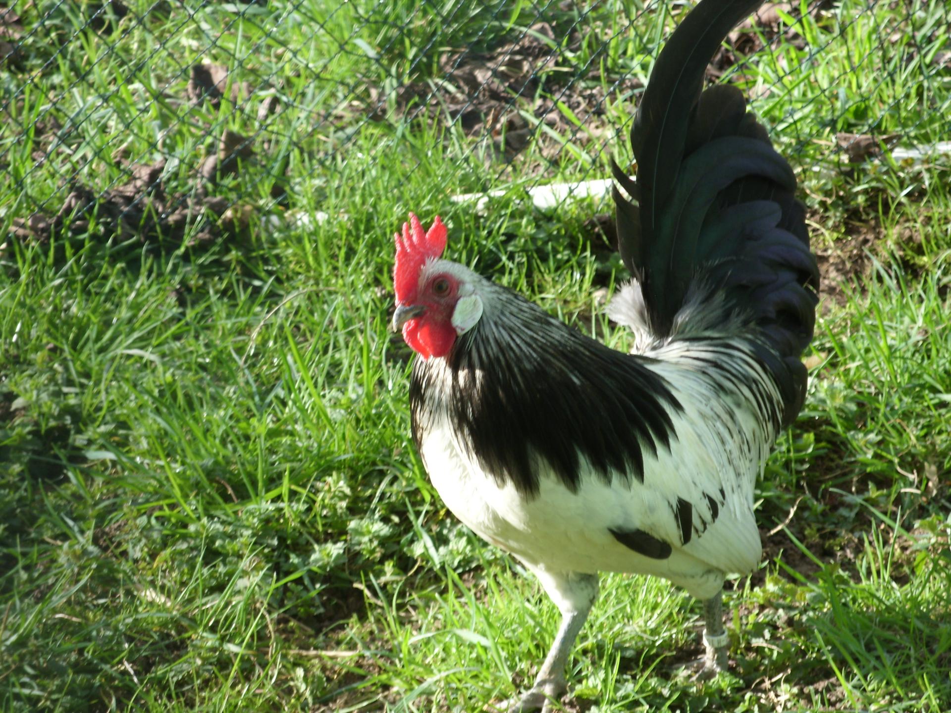 Coq caille argenté 2015