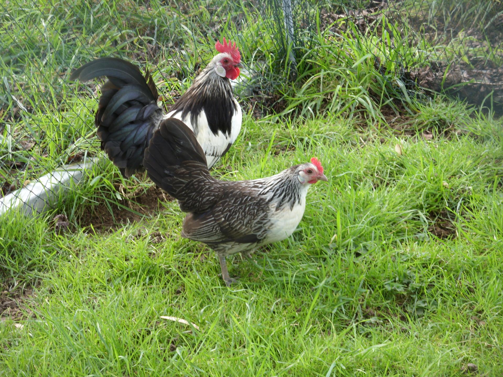 Couple caille argenté 2015