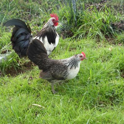 Couple caille argenté 2015